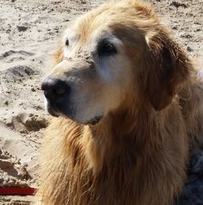 Meet your Posher, Bent